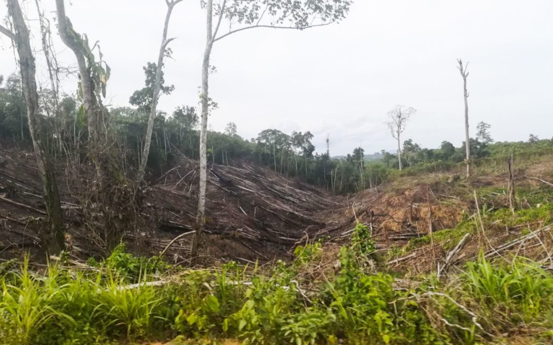 Deforestation in Borneo – Impressions from a traveler